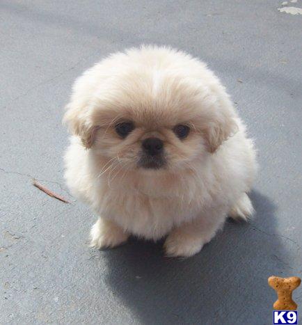 Pekingese Puppies